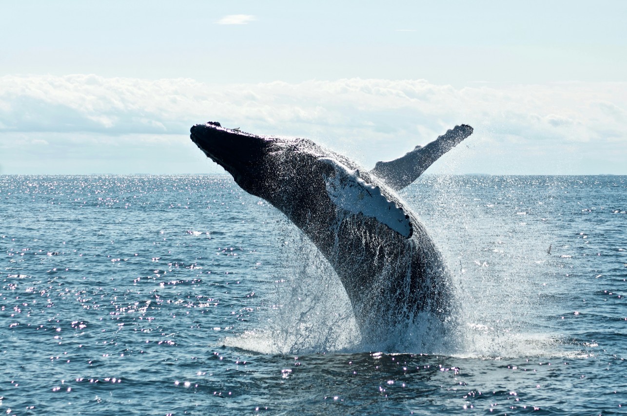 A magnificent blue whale surfacing in the deep waters off the coast of Mirissa.